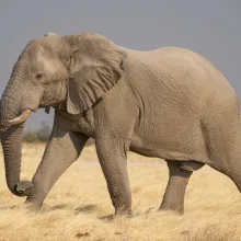 African bush elephant, Etosha National Park, cropped square
