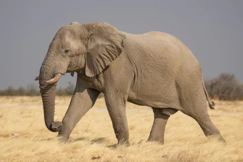 African bush elephant, Etosha National Park